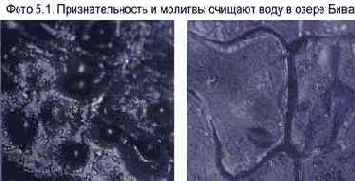Энергия воды для самопознания и исцеления